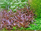 Preview: Besonderer Wasserfreund - Hygrophila lancea 'Araguaia' in vitro